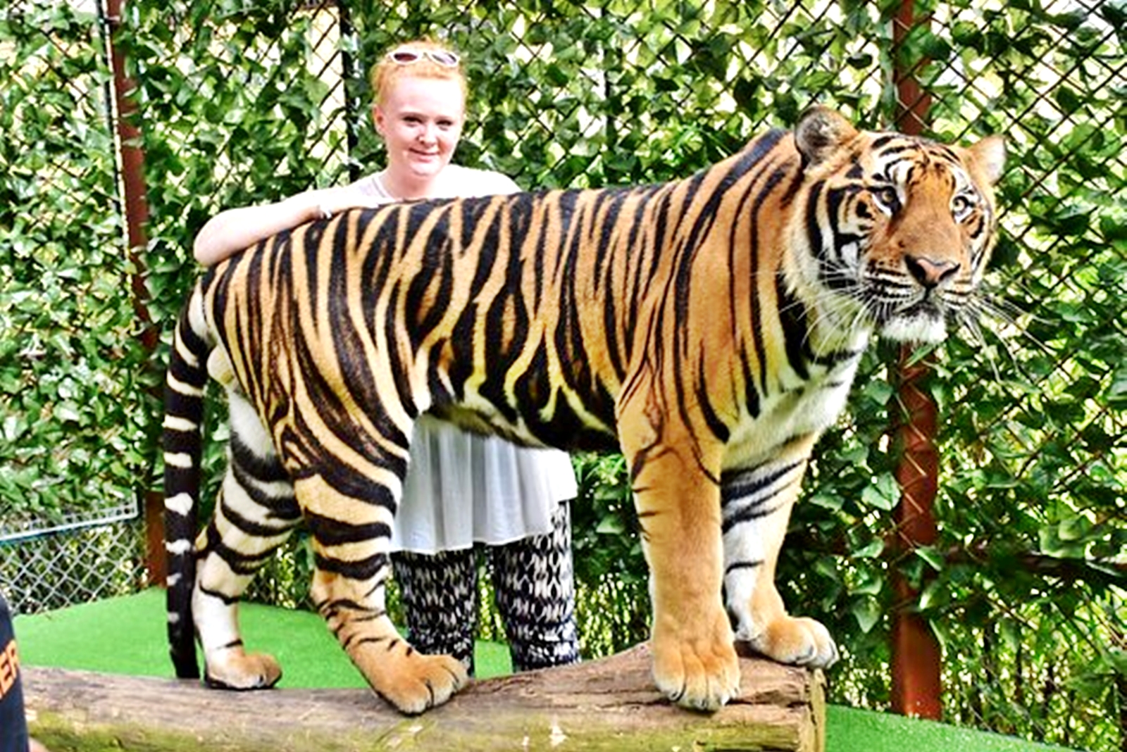 Tiger Kingdom Phuket - Anny Taxi & Tours Phuket